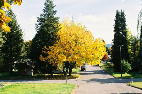 [The globular tree in the center of the image has bright yellow leaves. There is an evergreen growing through its outer edge and another evergreen across the street. Both evergreens are dark green and not as wide but much taller than the tree with the yellow leaves.]